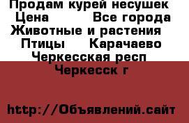 Продам курей несушек › Цена ­ 350 - Все города Животные и растения » Птицы   . Карачаево-Черкесская респ.,Черкесск г.